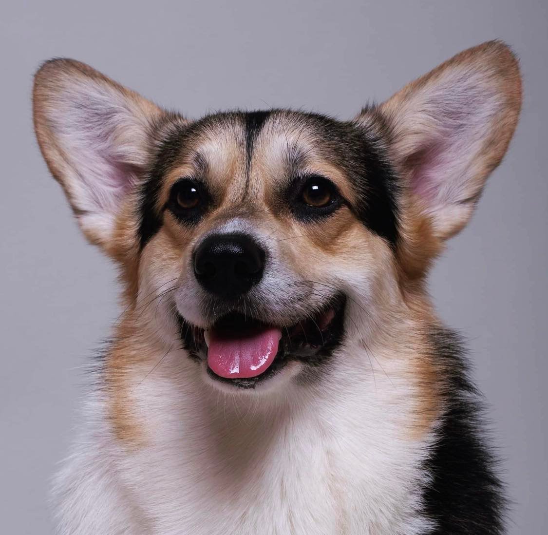 Boston von der Gondhauzi - "Malloy"