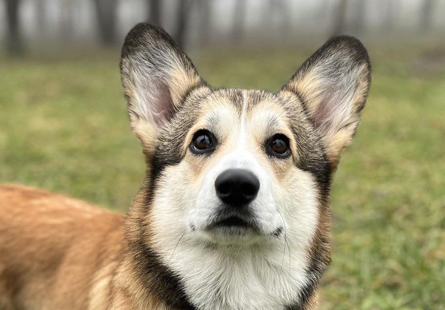 Archer From Honeytues - "Fülöp"