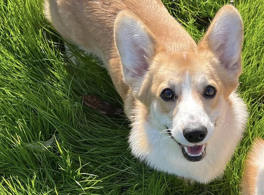 Andvol Yaffa Gold Harisma - "Jaffa"